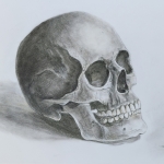 human skull