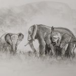 elephants