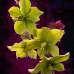 helleborus