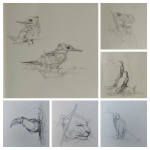 wildlife Costa-Rica 2