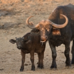 Buffel met jong