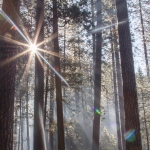 Zonneschijn na regen Yosemity Park USA
