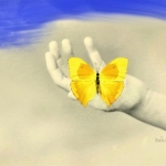 Freedom Butterfly #7