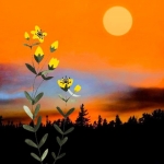 Spring Flower & Sunset #160