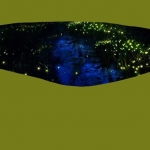 The Secret Life of Flowers #121