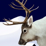 The Rabbit and Reindeer on Snow in November #208