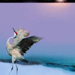 Morning Sun is up #157