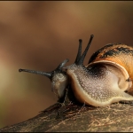 Slakken (Gastropoda)