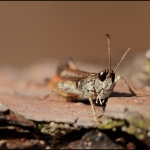 Veldsprinkhaan (Acrididae)