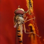 Zweefvlieg (Syrphidae)