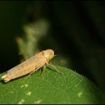 Cicade ( Empoasca-spec )