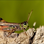 Veldsprinkh. (Arcyptera fusca)