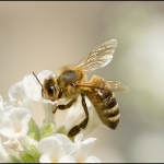 Honingbij (Apidae)