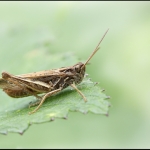 Sprinkhaan (Orthoptera)