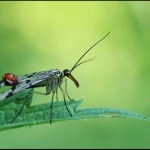 Schorpioenvlieg (Panorpidae)