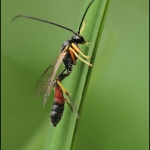 Sluipwesp (Ichneumonidae)