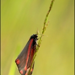 sint-jacobsvlinder (Tyria jacobaeae)
