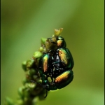 Bladhaantje (Chrysomelidae )