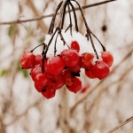 Berries