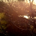 Spiders' web