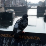 Pigeon Delfsharbor