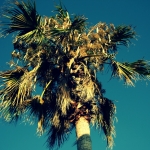 Palmtree