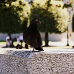 Pigeon