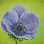 Anemone