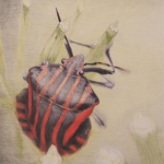 Graphosoma lineatum