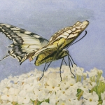 Landing of the Swallowtail butterfly