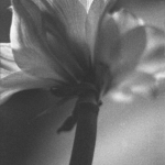 Vintage Amaryllis 2