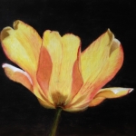 Tulp