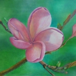 Bloem (frangipani)