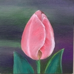 Tulp