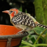 VUURKRUIN BAARDVOGEL