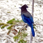 STELLER's JAY