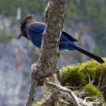 STELLER's JAY