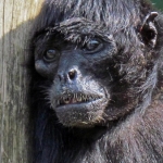 BONOBO
