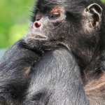 BONOBO