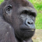 GORILLA