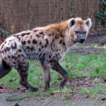 GEVLEKTE HYENA