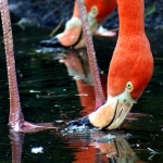 FLAMINGO's