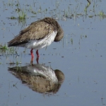 TURELUUR SPIEGELBEELD