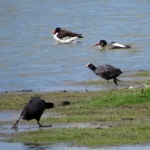 SCHOLEKSTERS EN MEERKOETEN