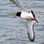 SCHOLEKSTER IN VLUCHT