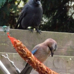 VLAAMSE GAAI MET KAUW