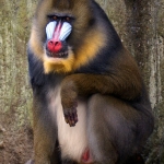 MANDRIL