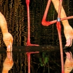 FLAMINGO'S EN REFLECTIES