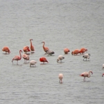 FLAMINGO'S