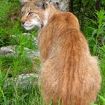 LYNX